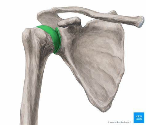 <p>proximal end (head) of the humerus</p>