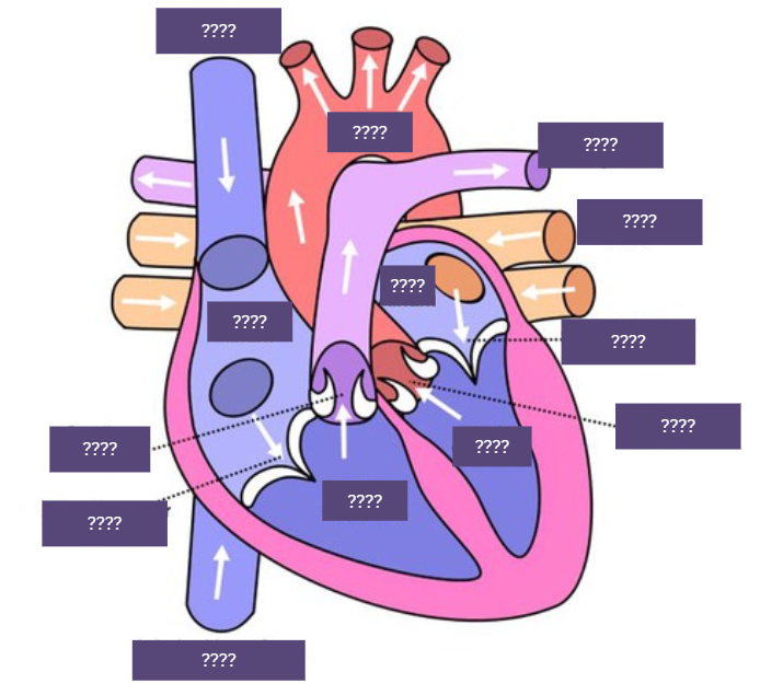 <p><span>Heart diagram (unlabelled)</span></p>