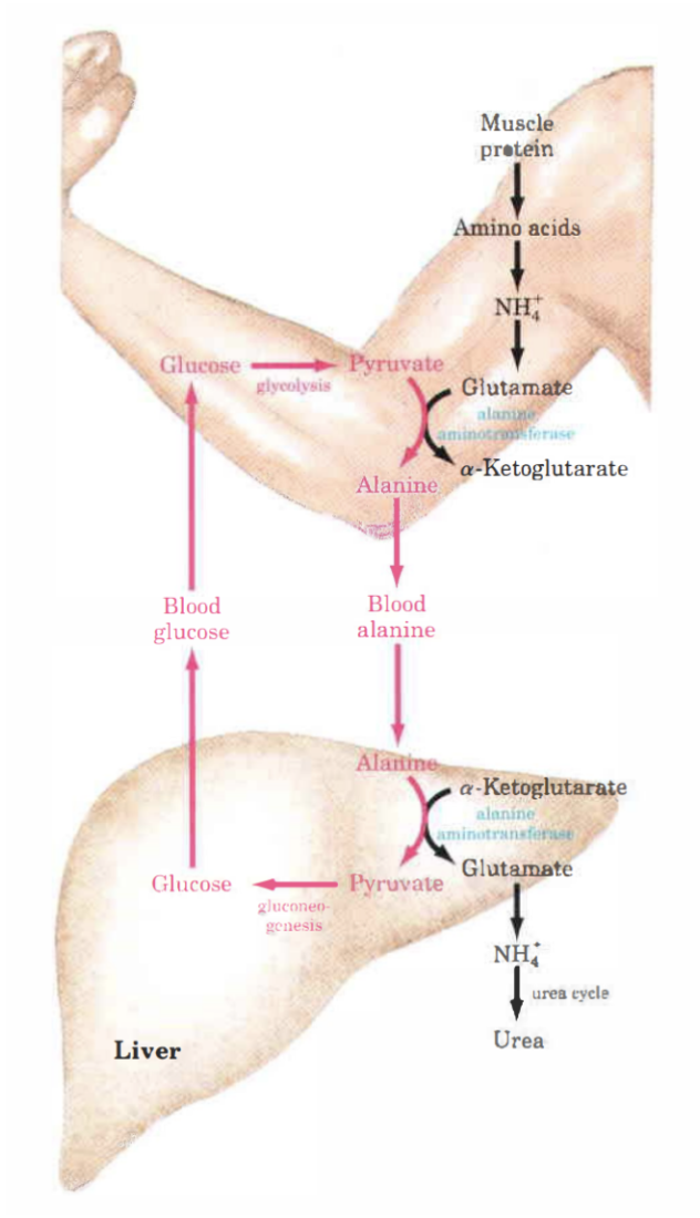 <p>Alanin har en viktig roll i att transportera aminogrupper till levern i en icke-toxisk form. </p><ol><li><p>Aminosyror går igenom transaminering för att bilda glutamat. </p></li><li><p>Glutamat blir till 𝛼-ketoglutarat och donerar aminogruppen till pyruvat för att bilda alanin. enzymet är <strong>alanin-aminotransferas</strong>. </p></li><li><p>Alanin åker till levern och alanin-aminotransferas kommer att omvandla det till glutamat (från 𝛼-ketoglutarat) + pyruvat.</p></li><li><p>Pyruvat ombildas till glukos med glukoneogenes. </p></li></ol>