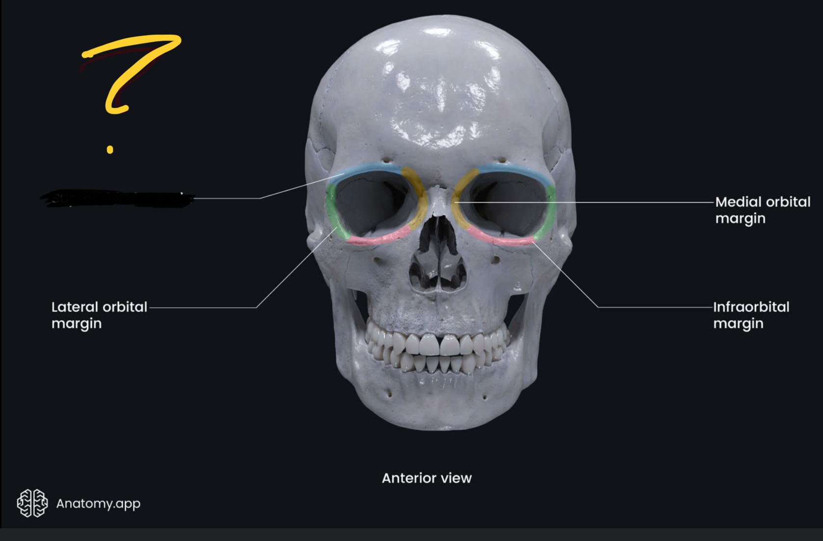 <p>The bony Part behind eyebrow </p>