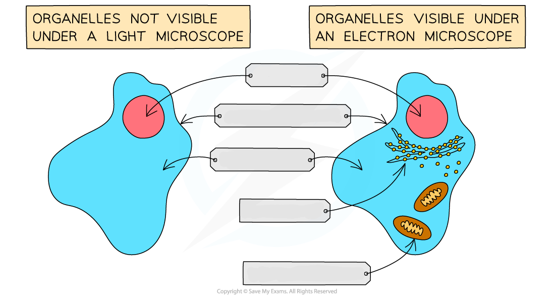 <p>Name the subcellular structures</p>