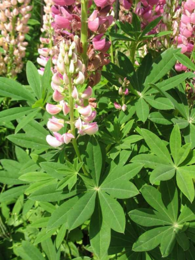 <p>Tall</p><p>White, red, pink, blue, yellow</p><p>Full sun</p><p>Cottage garden, attracts butterflies</p>