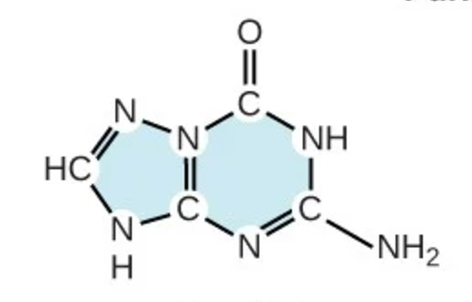 <p>G; purine; nitrogenous base</p>