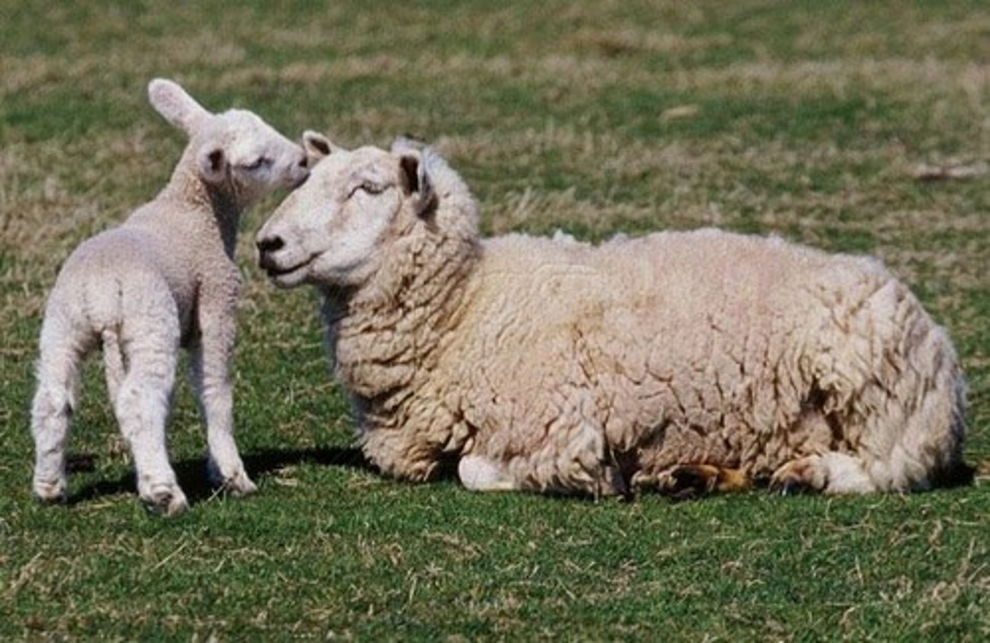 <p>Neonates are attracted to their mothers by body heat, physical contact (licking), body movements, and pheromones.</p>