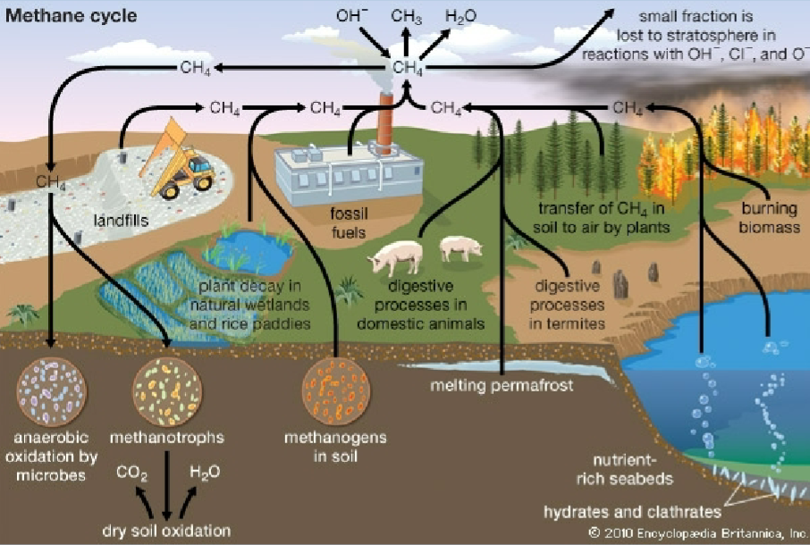 * Wetlands are the major natural source of methane to the atmosphere


* Methanogens use CO2 or acetate in place of O2 as their terminal electron acceptor during metabolism, and produce methane in the process