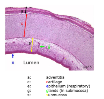 <p>What is the function of the cartilaginous layer</p>