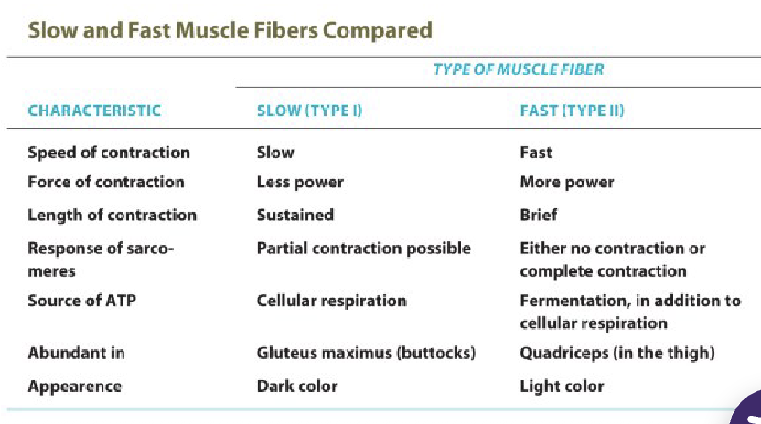 <p>two main types: slow (type 1), fast (type 2)</p><p>they differ in how fast they respond to the nerve impulses that trigger contractions and how long they can sustain a muscle contraction</p><p>different muscles have a different mix of slow and fast fibers depending on the main function of the muscle</p><p>the mix is also determined by genetics and affected by training</p><p>athletes in strength sports tend to have a high proportion of fast fibers while runners have many slow fibers</p>