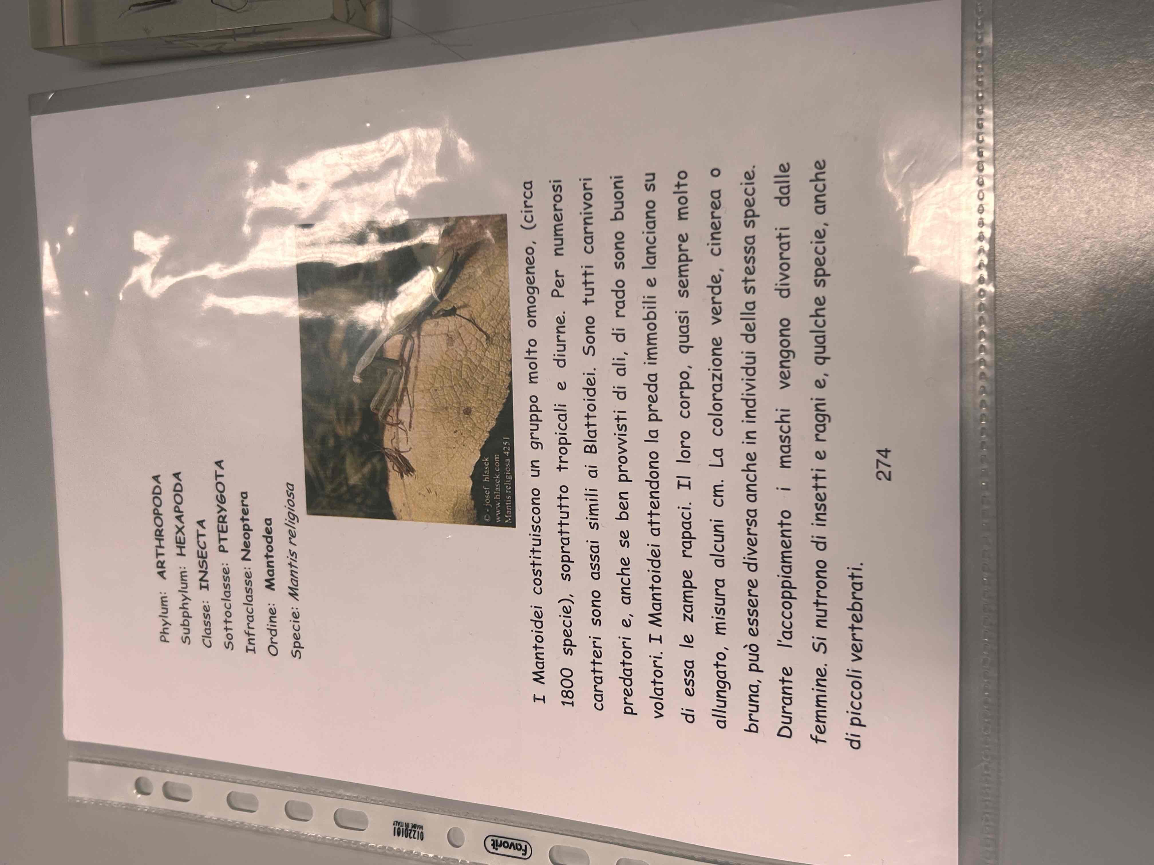 <p>Artropodi</p><p>Esapodi</p><p>Insetti</p><p>Pterygota</p><p>Neotteri</p><p>Eterometaboli</p><p>Mantodea</p><p>Hymenopus coronatus (mantide orchidea)</p>