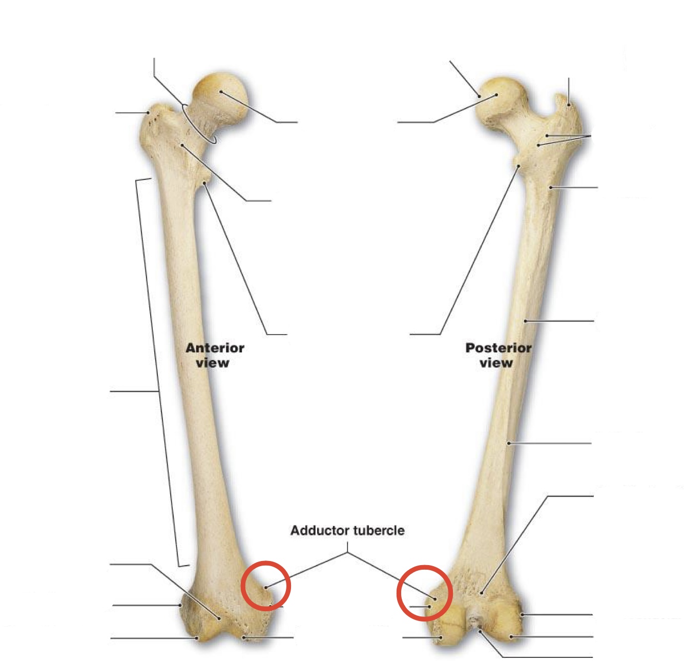 <p><span><span>Adductor tubercle</span></span></p>