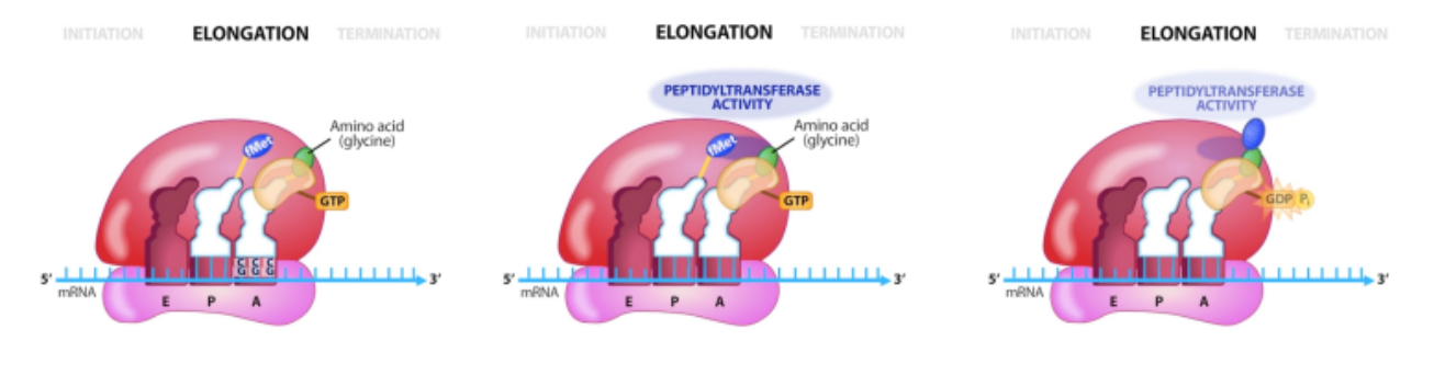 <ul><li><p><span style="font-family: Arial, sans-serif">sequentially adds amino acids as directed by mRNA transcript</span></p></li><li><p>requires protein factors and GTP</p></li></ul><ol><li><p><span>tRNA-AA loads onto ribosome</span></p></li><li><p><span>Ribozyme activity (23S rRNA) binds new AA to existing peptide (GTP hydrolysis)</span></p></li><li><p><span>Empty tRNA removed upon addition of next tRNA-AA</span></p></li></ol>
