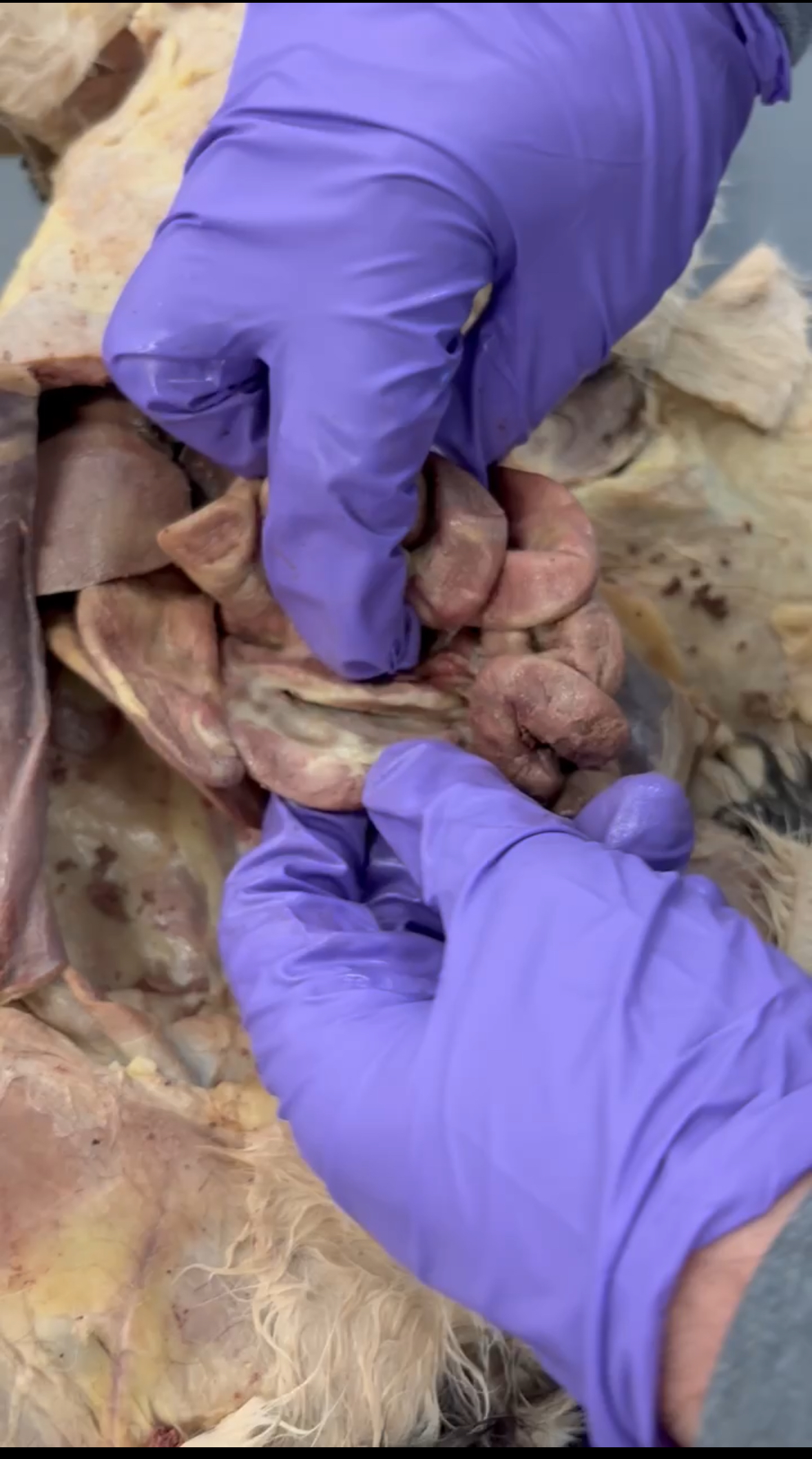 <p>Pinched by lower hand</p>