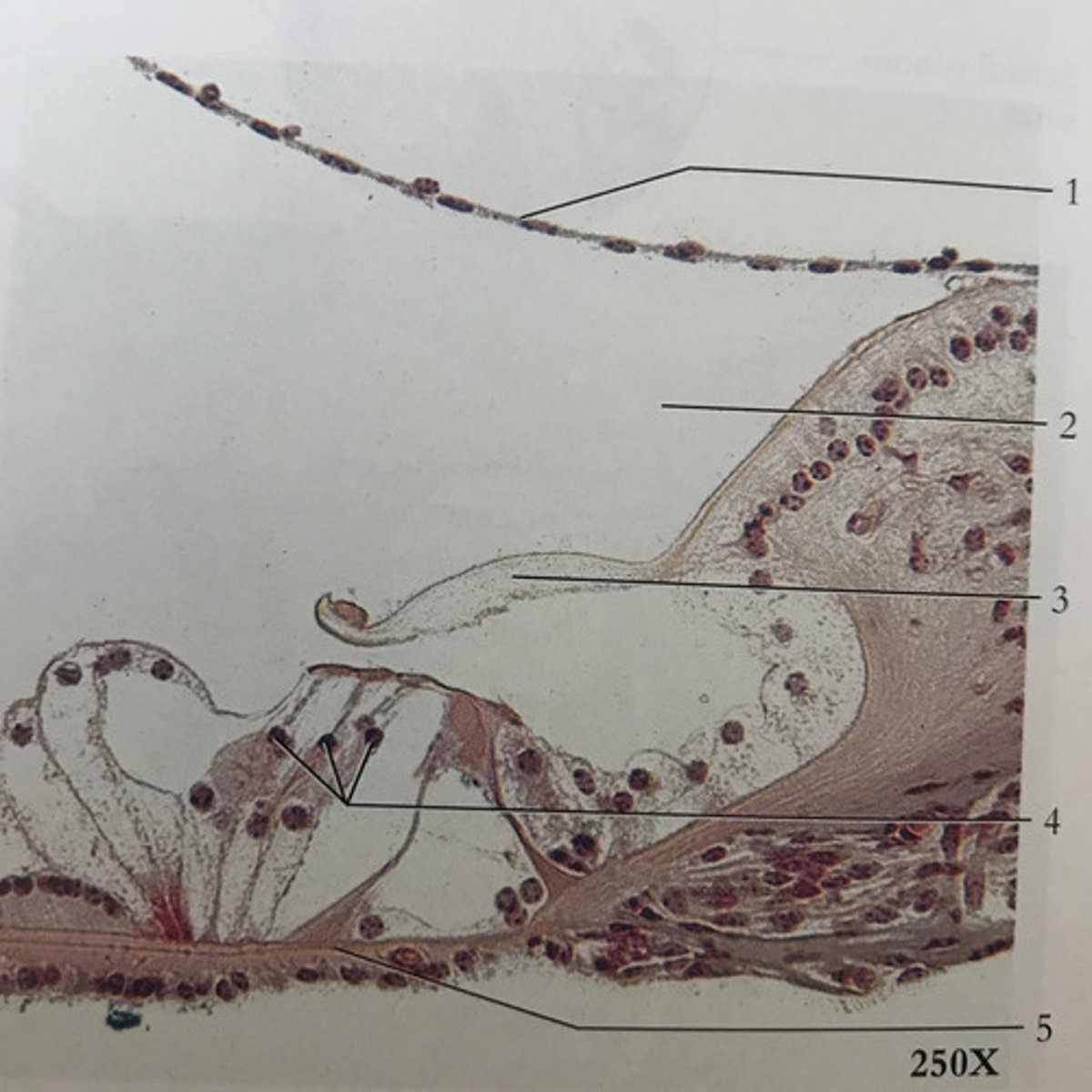 <p>what is 4 pointing to?</p>
