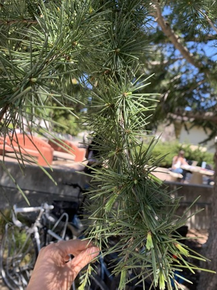 <p>Foliage: alt or whorled, needles 1" - 2" dark green with slight hint of blue. Graceful appearance from droopy ends, branches appear hairy from needles, light grey semi checkered</p>