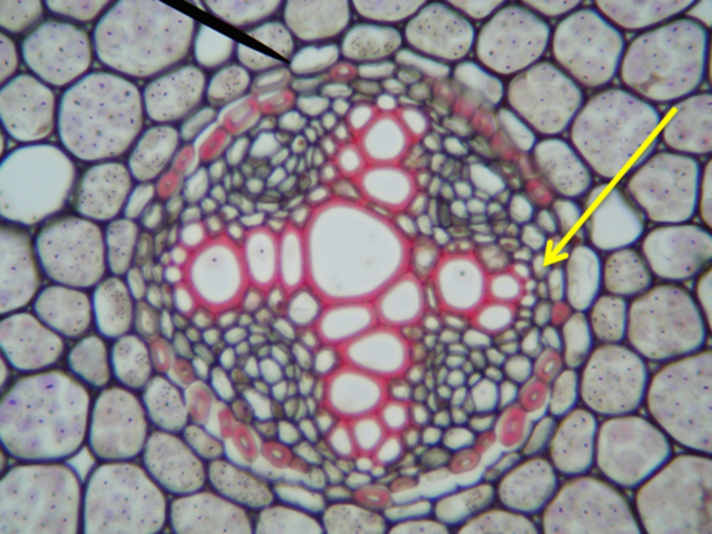 <p>a thin layer of plant tissue between the endodermis and the phloem</p><p>- outermost layer in the vascular cylinder, from which lateral roots arise.</p>