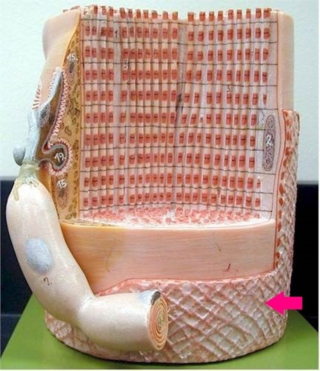 <p>Connective tissue surrounding a muscle fiber</p>