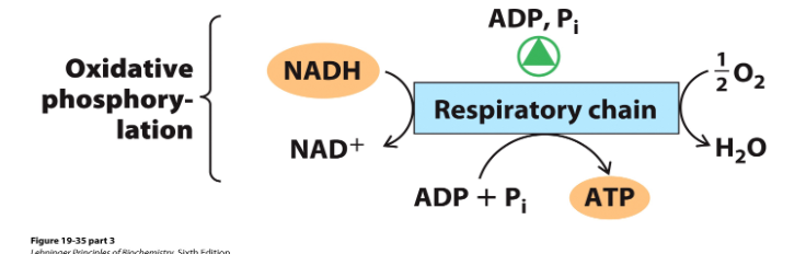 <p>Regulating Oxidative Phosphorylation</p>
