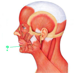 <p><span>Identify the indicated muscle.</span></p>