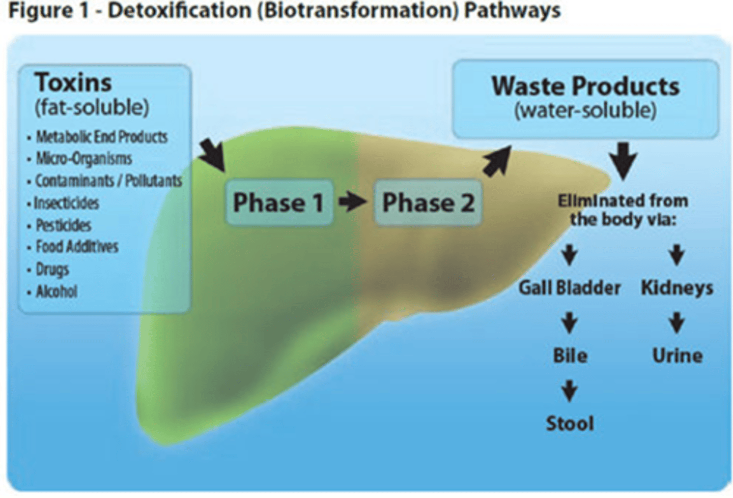 <p>P1: oxidations via cytochrome P450s</p><p>= make drug less active and more polar</p><p>P2: conjugation rxns</p><p>= caps free radicals</p><p>= makes molecule more water-soluble</p>