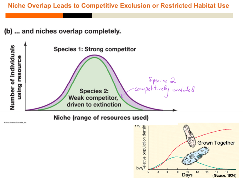 <ul><li><p>if asymmetric competition (weaker competitior)</p></li><li><p>completely overlapping niches</p></li></ul><p></p>