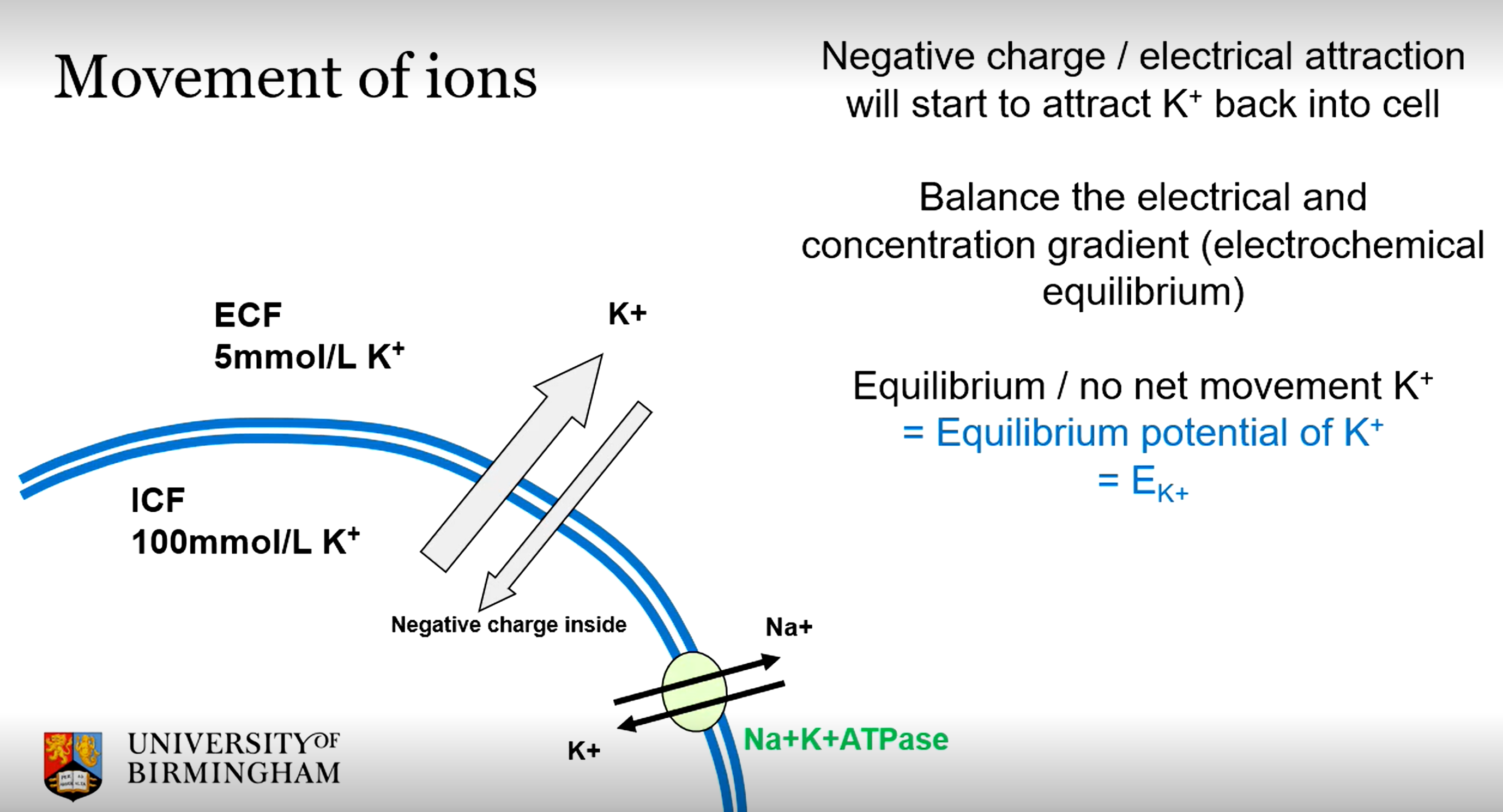 <p>Using active transport pumps (e.g. Na+ K+ ATPase) to counteract the concentration potential trying to pump K+ out. Electrostatic attraction will also draw some K+ into the cell, as it is naturally negatively charged. <strong>The biggest factor, however is K+ efflux through K+ leak channels</strong> which increase permeability of K+ to the membrane</p>