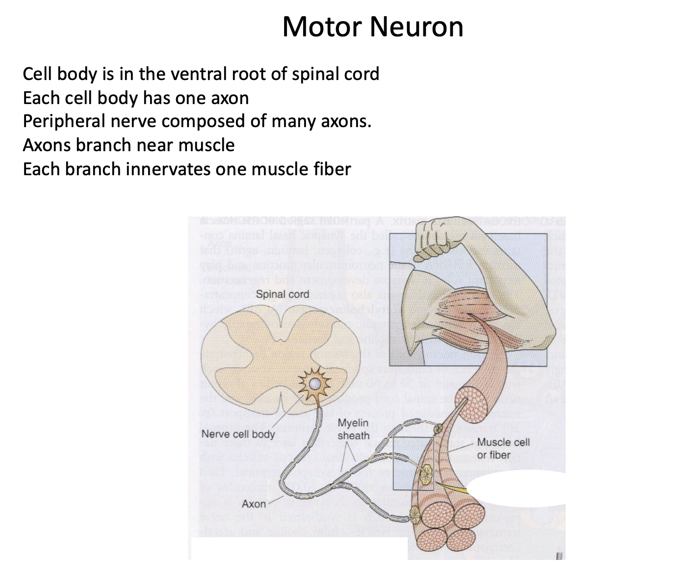 <p>Ventral root of the spinal cord. </p>