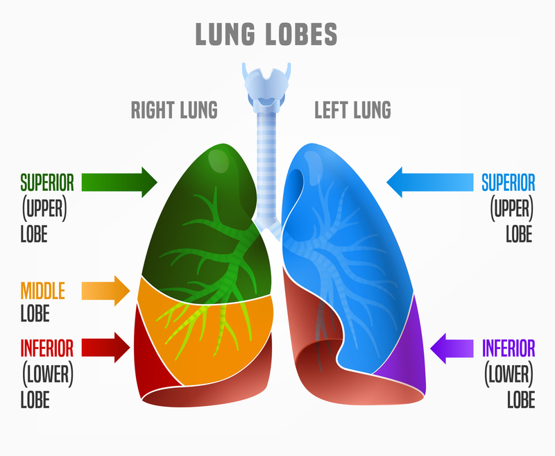 <p>the bottom lobe of the right lung; separated from the middle lobe by the oblique fissure; posterior surface is in contact with diaphragm, medial surface faces the mediastinum and contains the hilum of the lung</p>