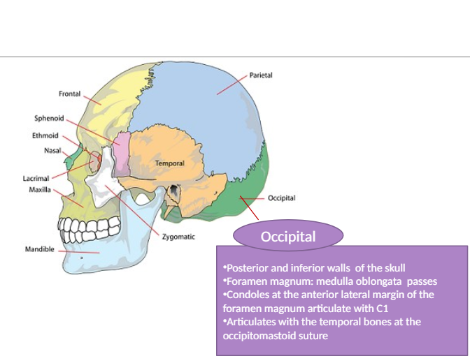 <p>The bone at the back of the skull that contains the foramen magnum and articulates with other bones like the temporal bone.</p>
