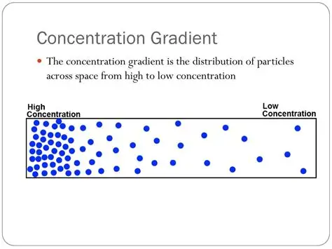 <p>difference in the concentration of a substance across a space</p>