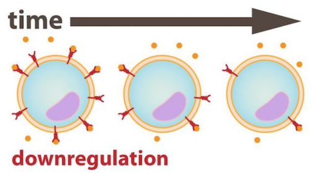 <p>Target cell decreases in receptor #</p><ul><li><p>Removal from membrane (endocytosis) or receptor desensitization</p></li></ul><p></p>