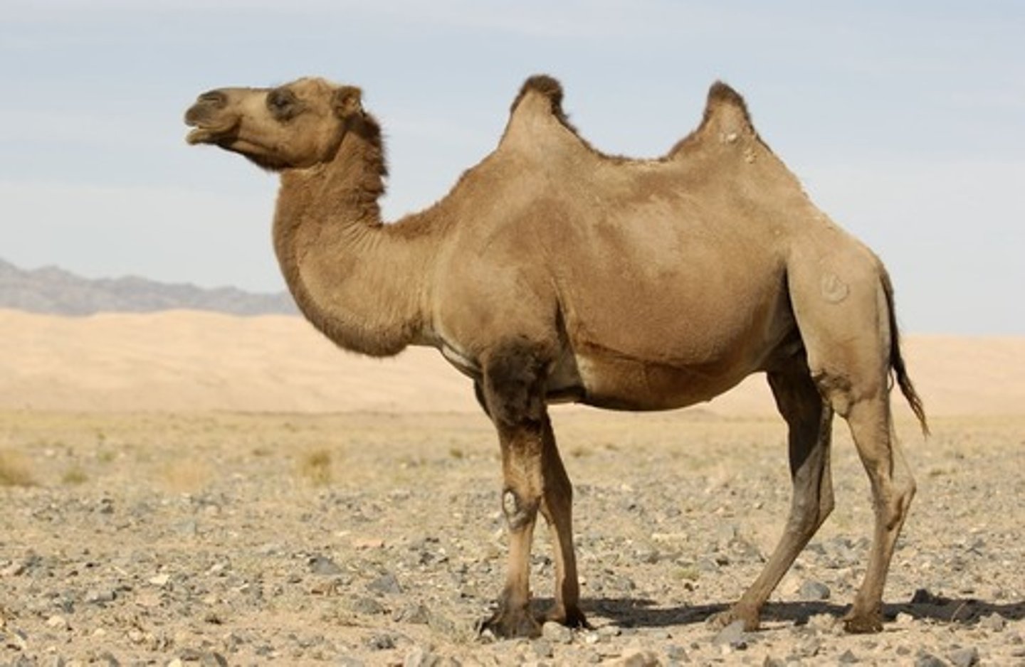 <p>A humped mammal used in the desert as a pack animal and provider of meat, milk, and wool.</p>