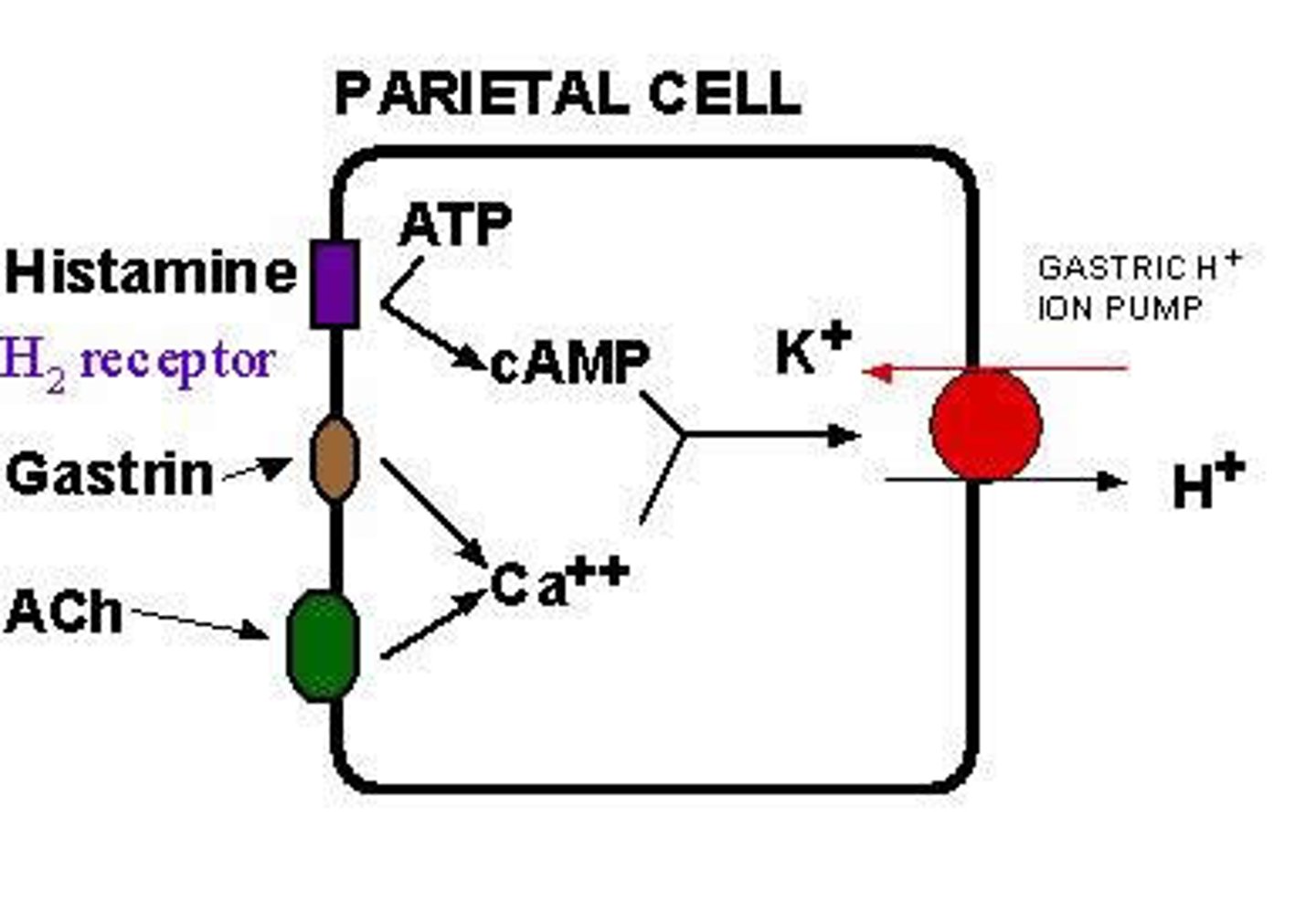<p>reversibly bind to H2 in parietal cells</p><p>- decreases cAMP, decreases activation of proton pump, lowers H+ secretion== increased gastric pH</p><p>- also decreases secretion of pepsinogen!</p>