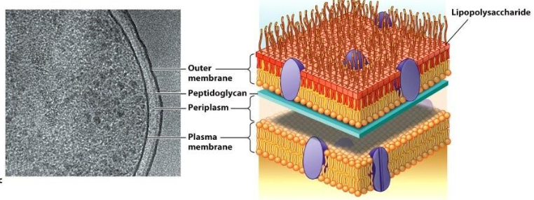 <p><span style="line-height: 20.925px;">G- cells have a more complex cell envelope as it includes an outer membrane exterior to the thin peptidoglycan layer. This space b/w them includes the periplasm. The outer membrane consists of a phospholipid bilayer and lipopolysaccharide (LPS).&nbsp;</span></p>