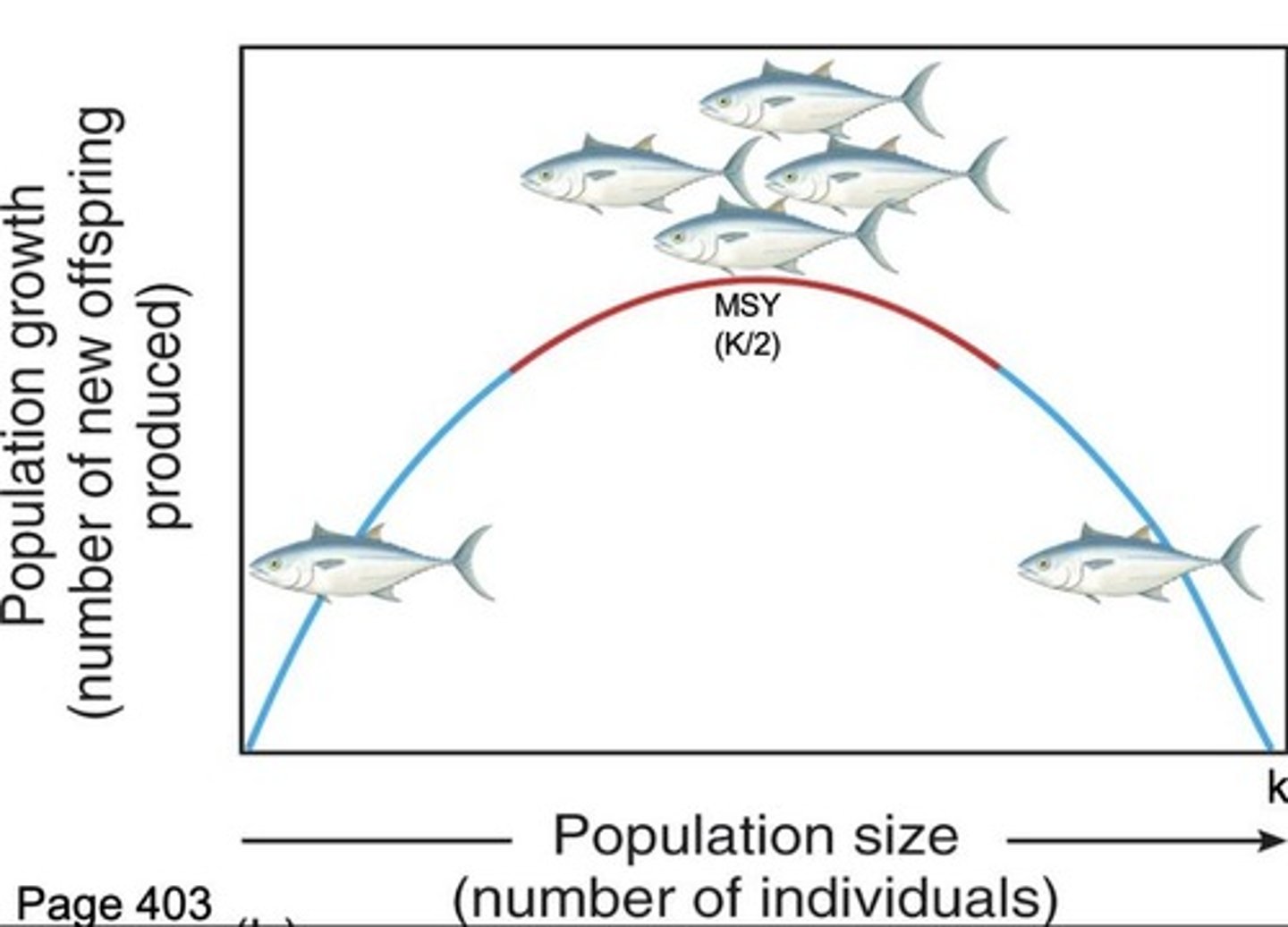 <p>Wild animal population growth is often greatest at moderate sizes, around the MSY.</p>