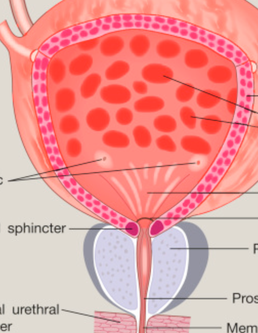 <p>what are the muscles and sphincters of the bladder?</p>
