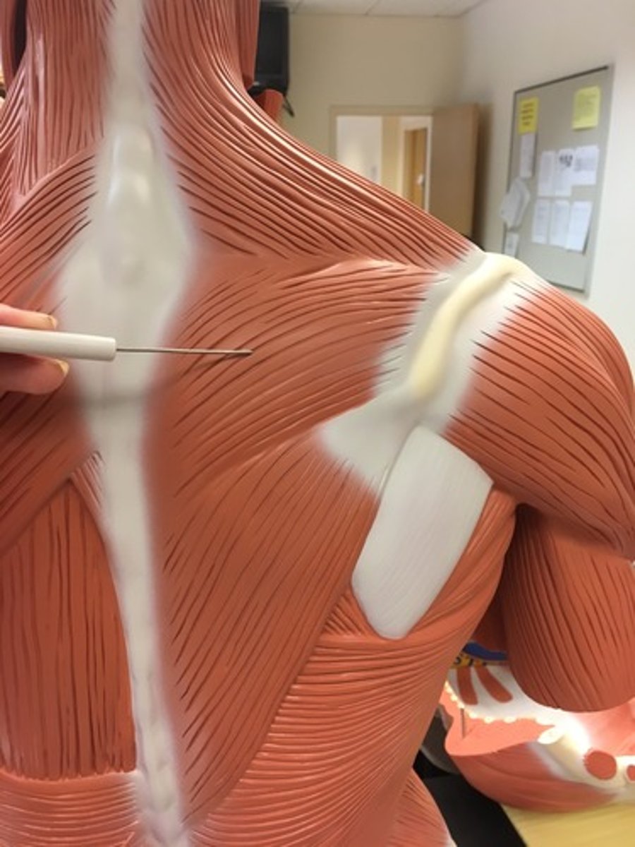 <p>Trapezius Middle Fibers</p>