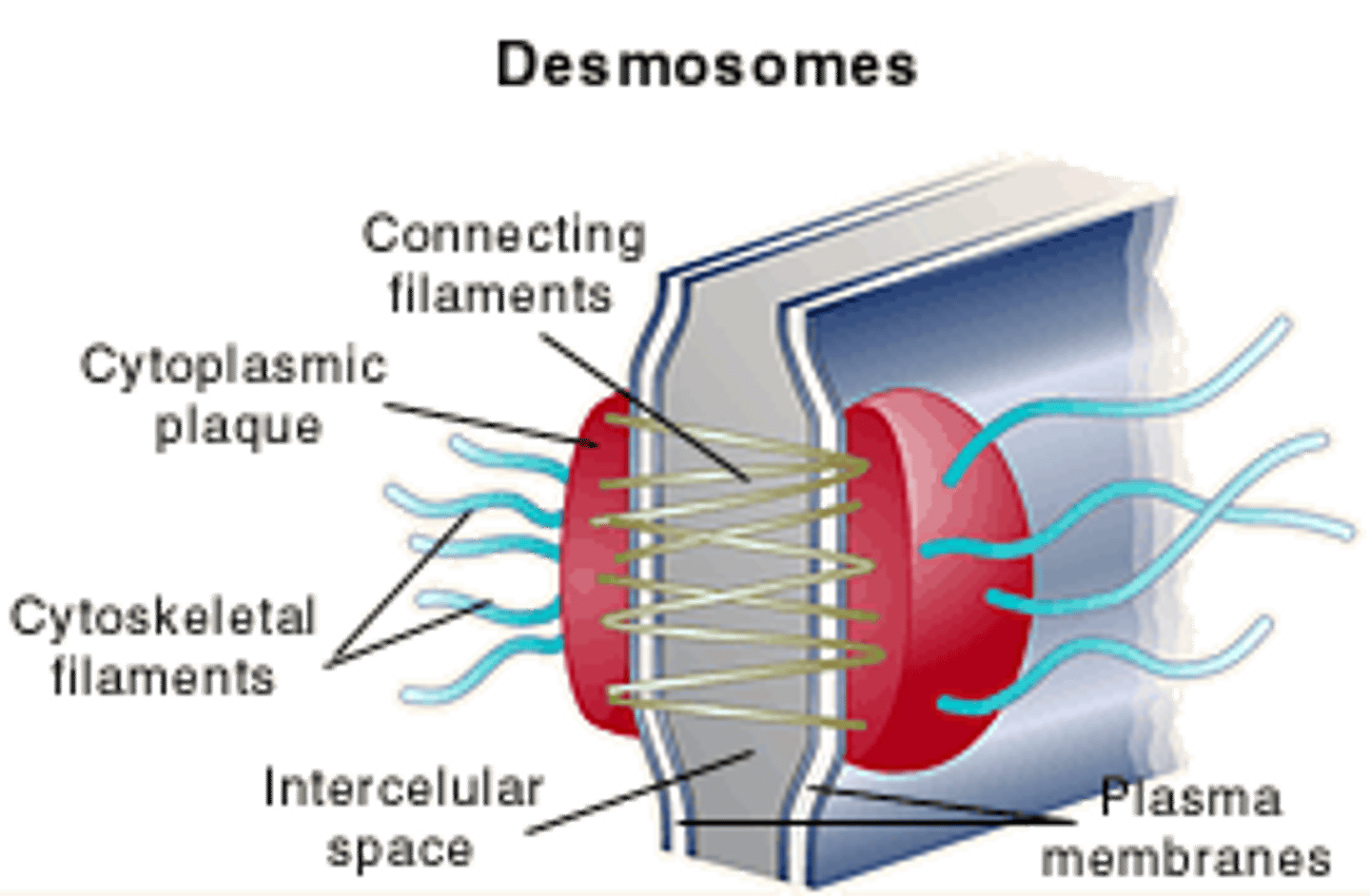 <p>(C) Desmosomes</p><p>Desmosomes are like "spot welds." They link two cells together but still allow ions and water to pass through. They are common in places with high amounts of stress such as the skin or intestines.</p>