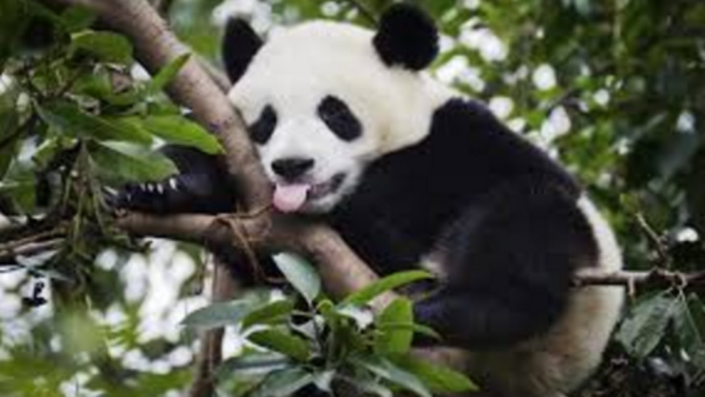 <p>Although classified as a flesh-eater, I feed almost exclusively on the stems, leaves and fresh young shoots of bamboo. I used to be on the endangered species list but due to conservation efforts I am now classified as vulnerable.</p>