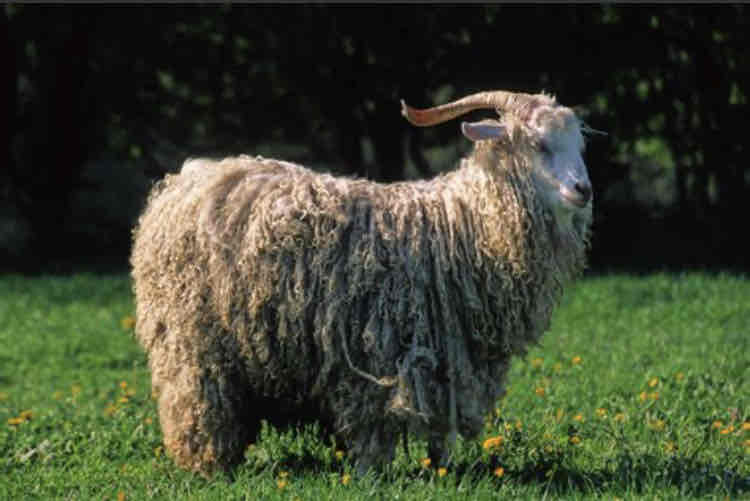 <p>What type of goat is this? And what are the key characteristics?</p>