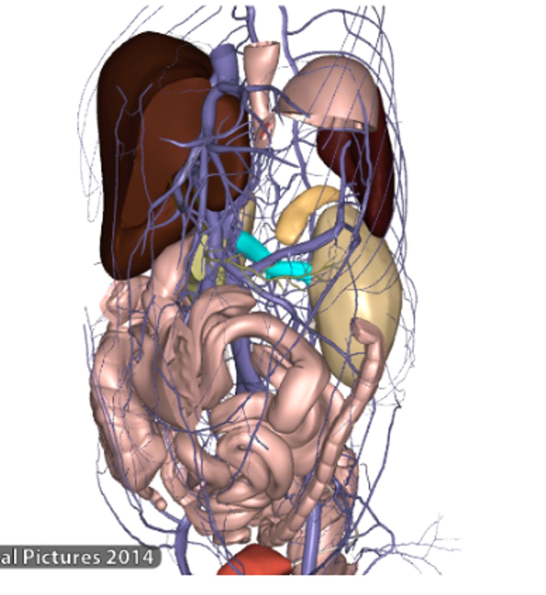 <p>Left Renal Vein</p>