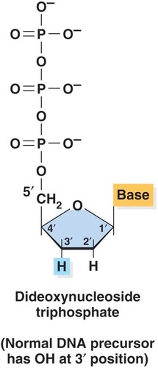 <p>They lack 3'-OH and prevent the formation of phosphodiester linkages, terminating the DNA chain.</p>