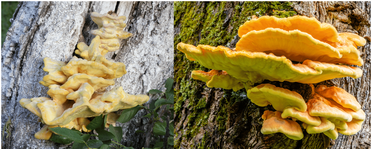 <p>Laetiporus sulphureus</p>