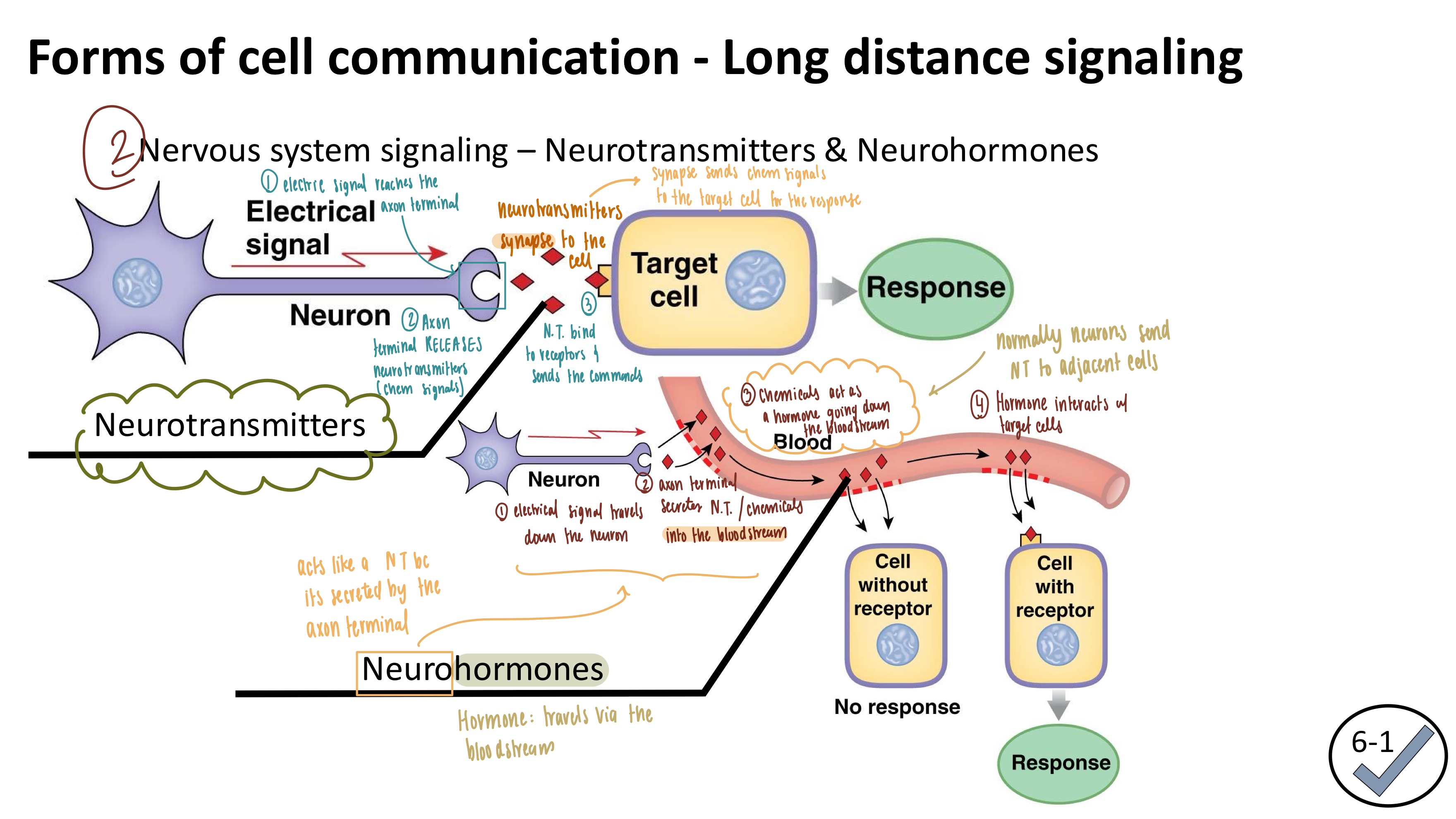 <ul><li><p><strong><mark data-color="purple" style="background-color: purple; color: inherit">LONG-DISTANCE Signaling</mark></strong></p></li></ul><ol><li><p>Electrical signal travels down the neuron <mark data-color="blue" style="background-color: blue; color: inherit">(neuro part)</mark></p></li><li><p>Axon terminal secretes neurotransmitter into the bloodstream <mark data-color="red" style="background-color: red; color: inherit">(hormone part)</mark></p></li><li><p>Hormone goes down the bloodstream <mark data-color="red" style="background-color: red; color: inherit">(acts like a hormone)</mark></p></li><li><p>Hormone interacts with the target cells</p></li><li><p>Response is created</p></li></ol><p></p>