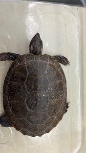 <ul><li><p>triangle head</p></li><li><p>lined limbs</p></li><li><p>brown unpatterned inner scutes, outer scutes abstract lined in white</p></li></ul><p></p>