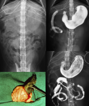 <p><span style="background-color: transparent;"><strong><span>Hairballs</span></strong></span></p>