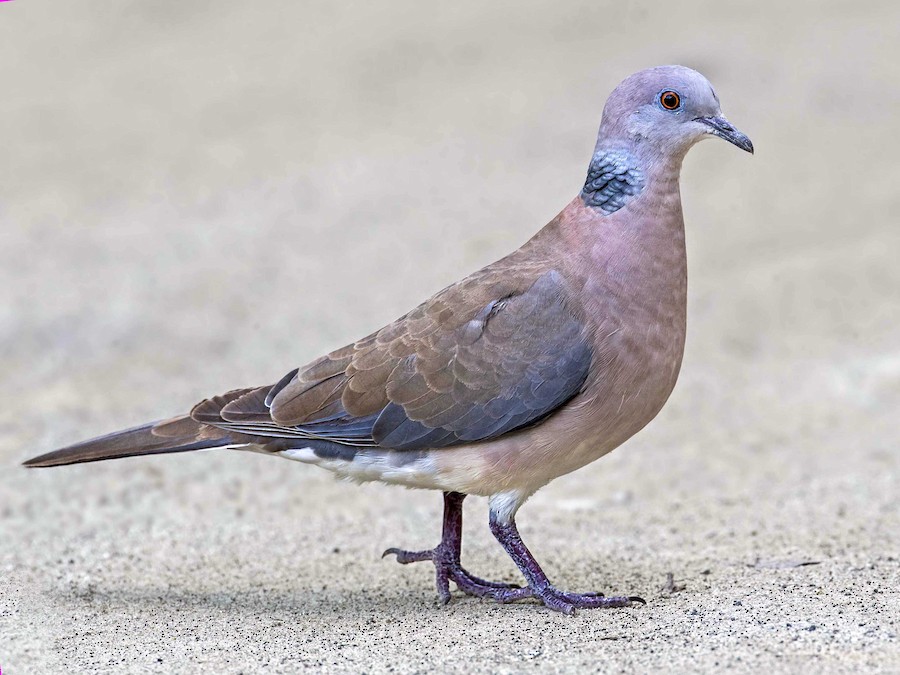 <p>Philippine Turtle Dove</p>