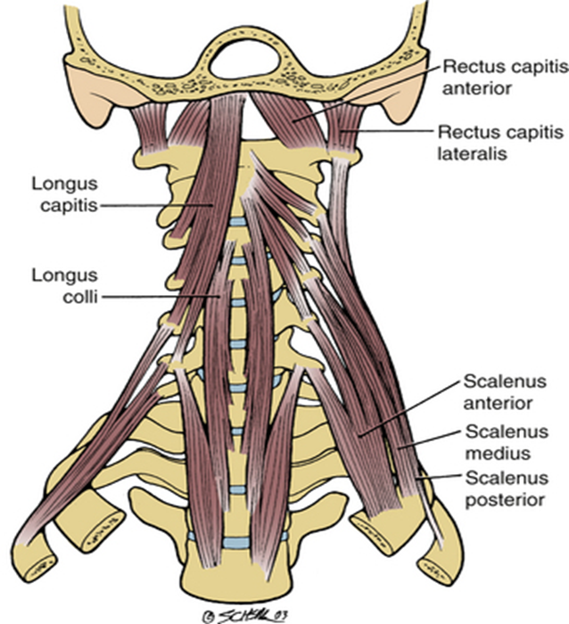 <ul><li><p>runs from <strong>transverse processes of C1 </strong>to inferior surface of jugular process on <strong>occipital bone</strong></p></li></ul><p></p>
