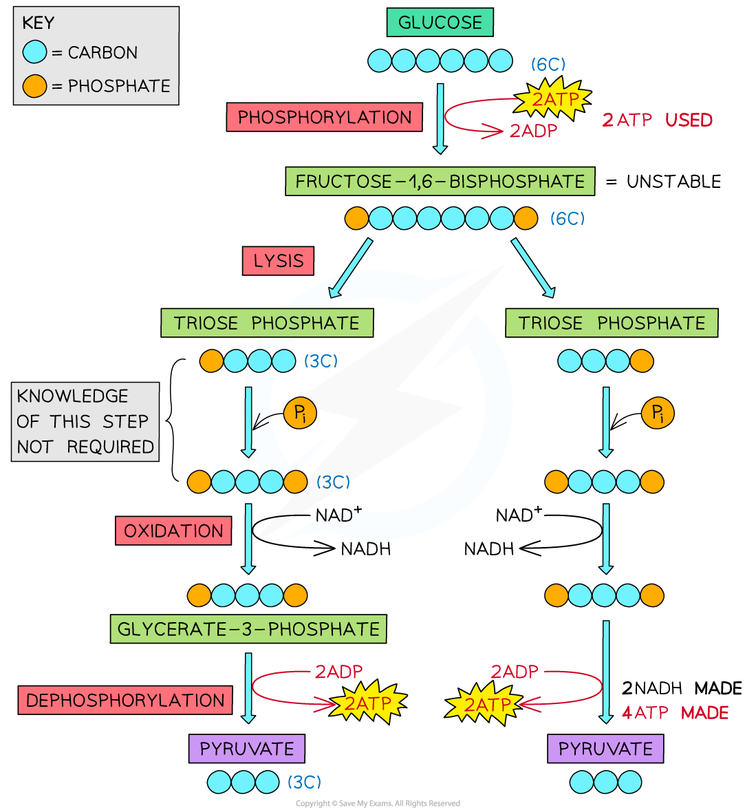 <p>There are 4 main stages of glycolysis:  phosphorylation, lysis, oxidation, and ATP formation. </p><p>First, in <strong>phosphorylation</strong>, 2 ATP molecules are hydrolyzed (broken down with water). Each contributes a phosphate group. The 2 phosphate groups from 2 ATPs attach to glucose. This creates an unstable 6-carbon compound known as <u>hexose biphosphate</u>. </p><p>Next, in <strong>lysis</strong>, the unstable 6-carbon compound is split into two 3-carbon compounds, or 2 <u>triose phosphates</u>. </p><p>Then, in <strong>oxidation</strong>, NAD is reduced to NADH by accepting electrons and hydrogen from the triose phosphate. Accordingly, the triose phosphate loses electrons and hydrogen, so the 3-carbon compounds are oxidized. In this stage, two molecules of NADH are produced (one from each triose phosphate). Note:  An inorganic phosphate is also attached to the triose phosphate so that it has 3 carbons and 2 phosphates. </p><p>Lastly, in <strong>ATP formation</strong>, each 3-carbon compound is converted to pyruvate. Two ADP molecules take the two phosphates of each compound, so a total of 4 ATP molecules are produced. The 3-carbon compound is converted to pyruvate. A net of 2 ATP molecules are produced. </p>