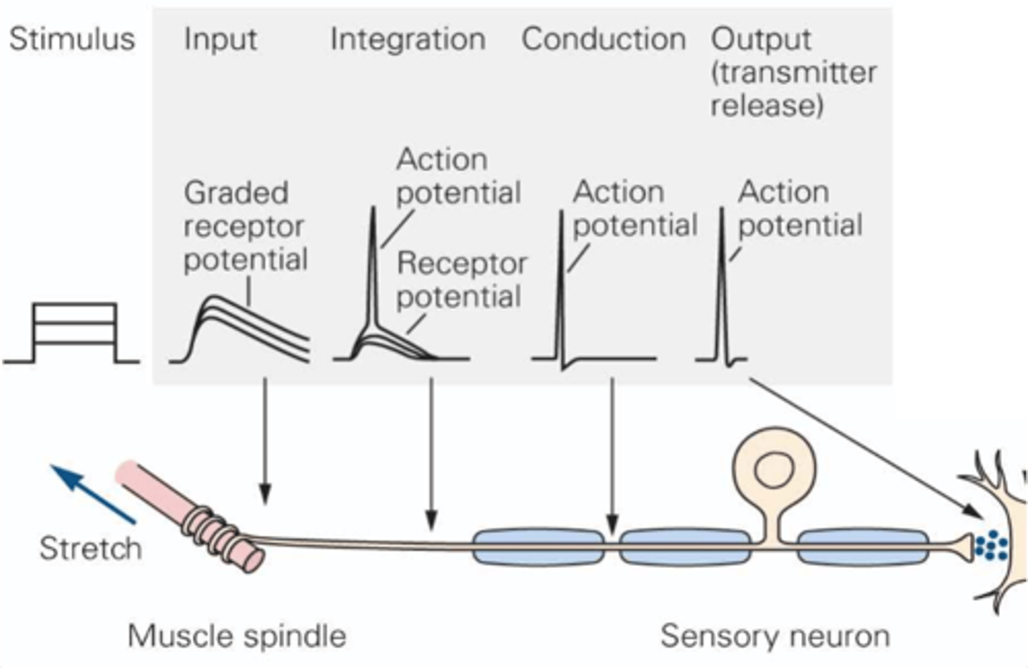 <p>Sensory receptor cells can also be the ___________ _________ _________ or can release __________________ on to primary afferent neurons</p>