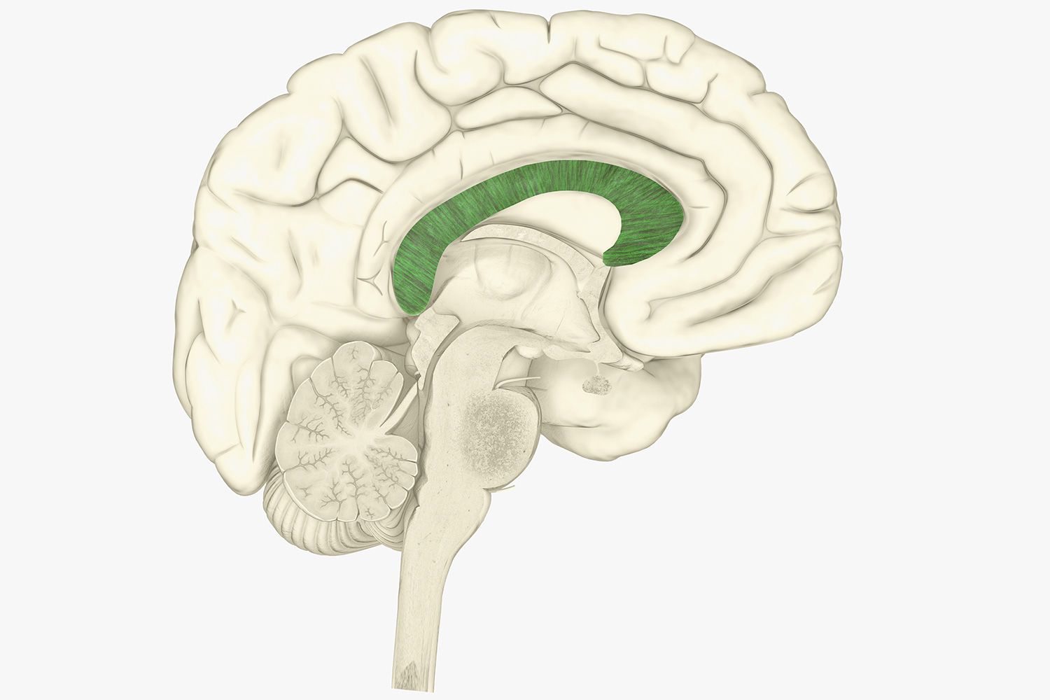 <p>corpus callosum</p>