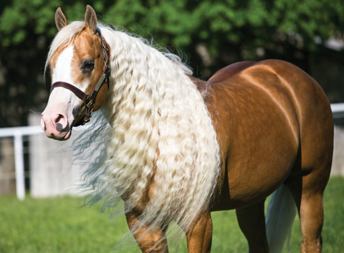 <p>Long, flowing hair on the horse</p>